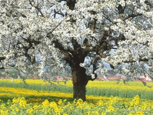 mart-ayinin-hava-proqnozu