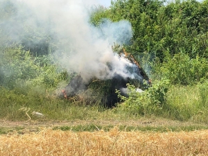 9-ton-narkotik-bitki-mehv-edilib-zaqatalada