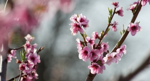 baharin-azerbaycana-geleceyi-vaxt-ve-novruz-cersenbelerinin-tarixleri-aciqlandi