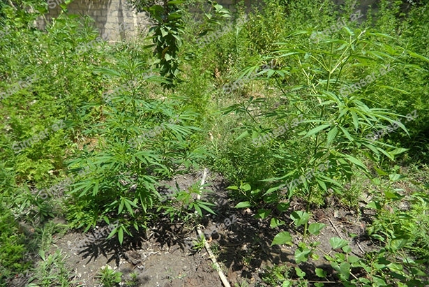 3-tona-yaxin-narkotik-bitki-mehv-edildi-qaxda