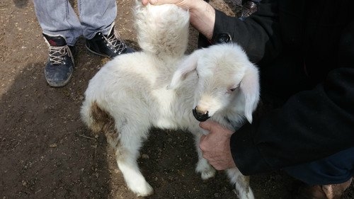 qanadli-quzu-doguldu-foto