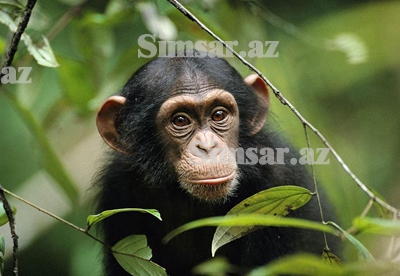 simpanze-dunyanin-10-en-agilli-heyvani